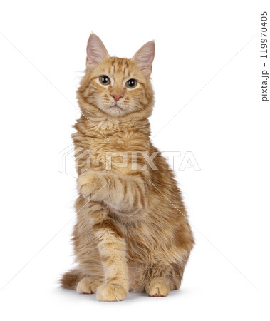 Red cat on white background 119970405