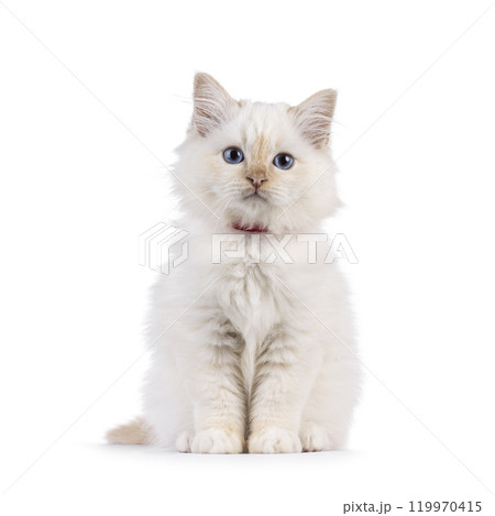 Sacred Birman cat kitten on white background Sacred Birman cat kitten on white background 119970415