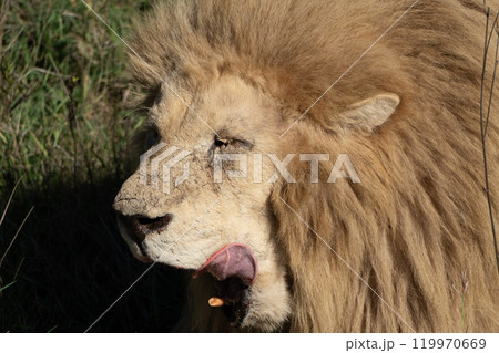 Lion, Africa, Wildlife - Close-up portrait of a majestic male lion with a thick mane licking its lips in the African savanna. 119970669