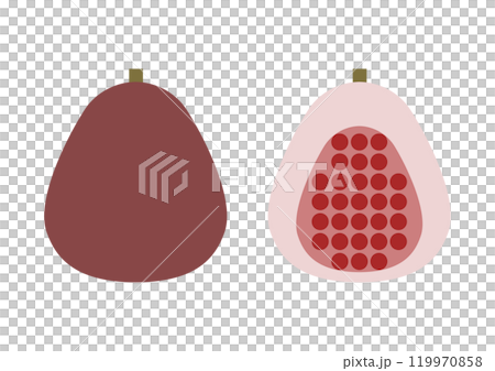 Fig front and cross section icon illustration 119970858