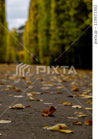Colorful falling autumn leaves. View through the autumn foliage in park forest. Golden tree leaves. Beautiful tree with yellow leaves in autumn forest. Path littered with autumn leaves Colorful falling autumn leaves. View through the autumn foliage in park forest. Golden tree leaves. Beautiful tree with yellow leaves in autumn forest. Path littered with autumn leaves 119971302
