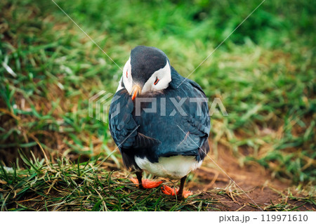 Atlantic puffin living on cliff of Atlantic Ocean during breeding season 119971610