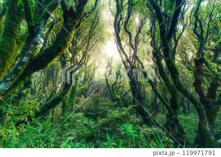 Abundance lush old growth forest with sunshine in tropical forest at New Zealand 119971791