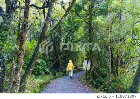 Female tourist walking along lush green rainforest, surrounded by trees and vibrant foliage Female tourist walking along lush green rainforest, surrounded by trees and vibrant foliage 119971807