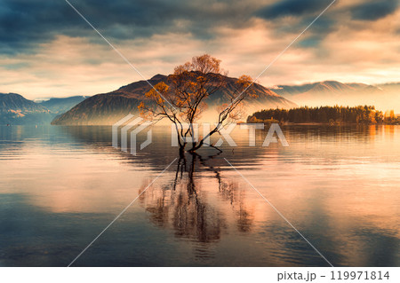 Wanaka Tree with foggy morning during autumn at Lake Wanaka, New Zealand Wanaka Tree with foggy morning during autumn at Lake Wanaka, New Zealand 119971814