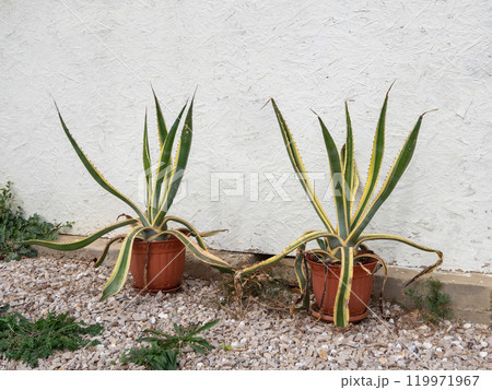 American agave in a large pot in front of the white wall American agave in a large pot in front of the white wall 119971967