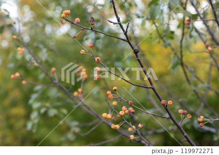 Brown branch of a bush with orange fruits. 119972271