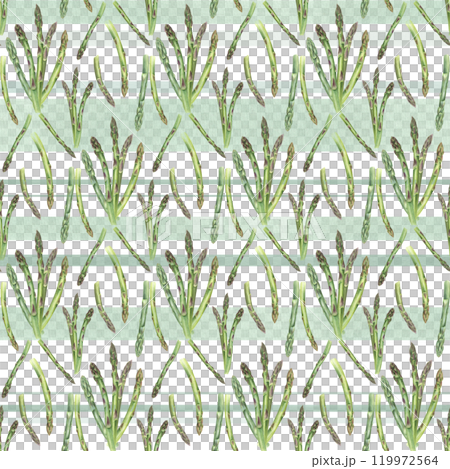 Green asparagus sprouts on green stripe background seamless isolated pattern. Fresh vegetable stems bundle watercolor food illustration. For dish presentations, menu, kitchen textile decor. Green asparagus sprouts on green stripe background seamless isolated pattern. Fresh vegetable stems bundle watercolor food illustration. For dish presentations, menu, kitchen textile decor. 119972564