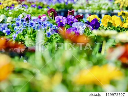 人気のある花市場、まもなく開店。 人気のある花市場、まもなく開店。 119972707