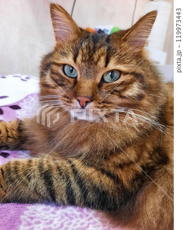 Striped Feline Strikes a Pose: The Perfect Tiger-Patterned Cat Moment. 119973443