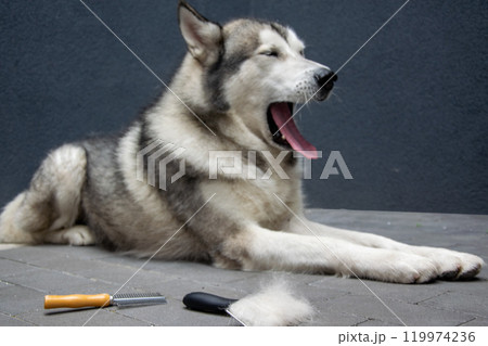 The Alaskan Malamute relaxes on a paved surface, yawning widely with a grooming brush and clumps of fur nearby, suggesting a recent grooming session The Alaskan Malamute relaxes on a paved surface, yawning widely with a grooming brush and clumps of fur nearby, suggesting a recent grooming session 119974236