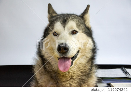 Alaskan Malamute, with its thick coat and bright eyes, happily displays its playful personality while posing indoors. The backdrop highlights the dogs charm and warmth 119974242