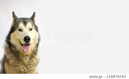 A cheerful Malamute sits calmly with its tongue out, enjoying the moment in a bright outdoor setting, showcasing its beautiful fur and playful nature 119974243