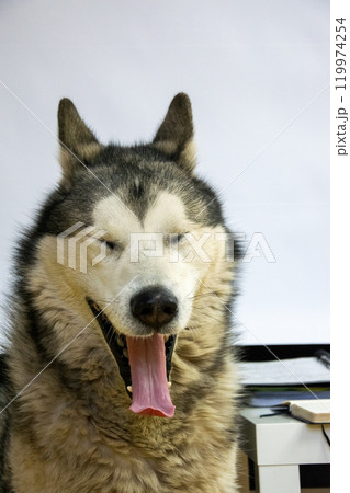 Malamute relaxes indoors, yawning with its eyes closed, showcasing its fluffy coat and joyful demeanor. The warm atmosphere highlights its playful nature 119974254
