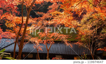 京都・鳥居本の紅葉 京都・鳥居本の紅葉 119974647