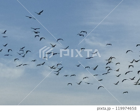 空を舞う野鳥の群れ 119974658