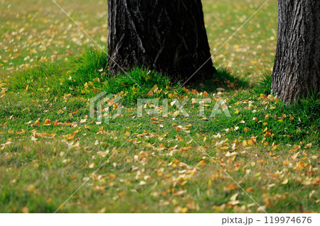 公園の落ち葉 紅葉 イチョウ 公園の落ち葉 紅葉 イチョウ 119974676