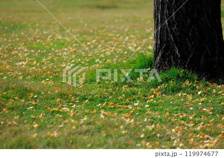 公園の落ち葉 紅葉 イチョウ 公園の落ち葉 紅葉 イチョウ 119974677