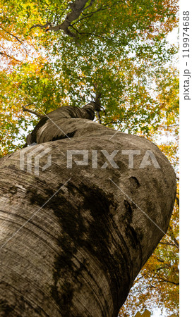 大木の秋 119974688