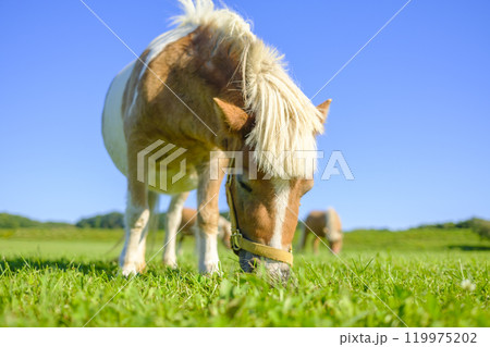 ミニチュアホース 119975202