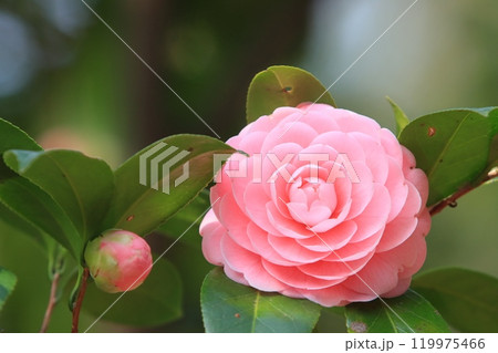 八重咲の椿　椿の花　千重咲きの椿 119975466