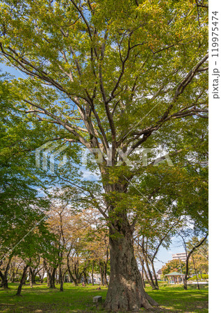 豊公園の樹林　色づき始めた木々　長浜城の城跡公園　滋賀県長浜市 119975474