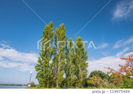 琵琶湖畔のポプラの木　滋賀県長浜市 119975489