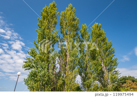 琵琶湖畔のポプラの木　滋賀県長浜市 119975494