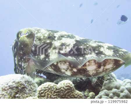 コブシメ 119975982