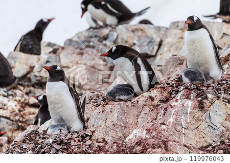 Gentoo Penguin colony on Cuverville island Gentoo Penguin colony on Cuverville island 119976043