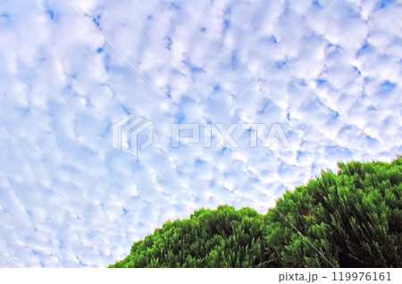 うろこ雲と樹木 119976161