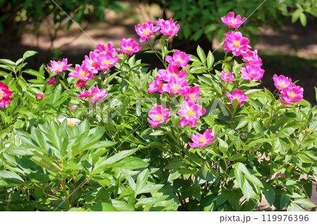 可愛い　シャクヤクの花　紅小町 119976396