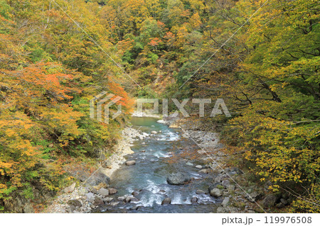 秋の秋山郷　前倉橋下流の中津川渓谷 119976508