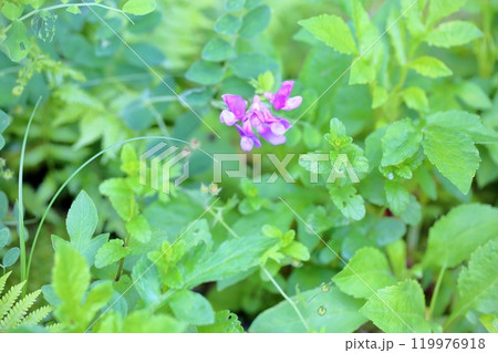 ハマエンドウの花 119976918