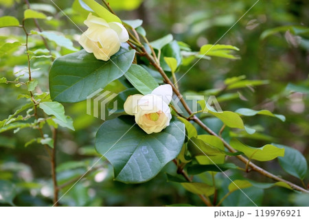 清々しい オオヤマレンゲの花 清々しい オオヤマレンゲの花 119976921