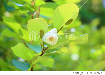 清々しい　オオヤマレンゲの花 119976924