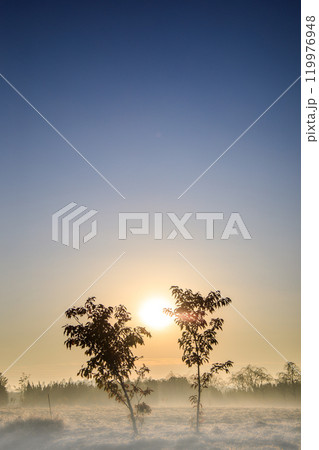 「見沼田んぼ」冬の朝　朝霧の立ち込める美しい風景 119976948