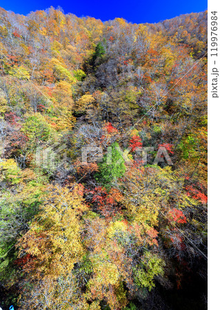 三国峠の紅葉（縦） 119976984
