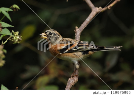生き物　野鳥　アトリ、オスです。器用に鉄葎の実をつまむ 119976996