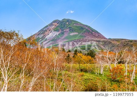 北海道知床　羅臼岳と黄葉の白樺林 119977055