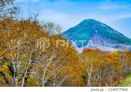 北海道知床　羅臼岳と黄葉の白樺林 119977068