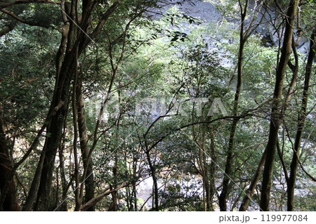 木漏れ日あふれる大阪高槻摂津峡の清流 木漏れ日あふれる大阪高槻摂津峡の清流 119977084