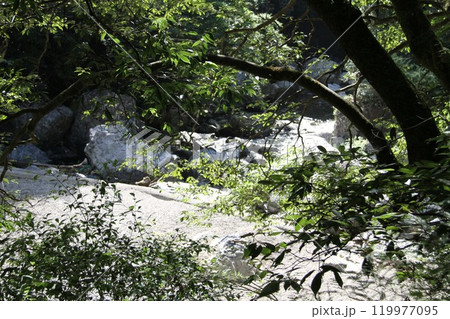 木漏れ日あふれる大阪高槻摂津峡の清流 119977095