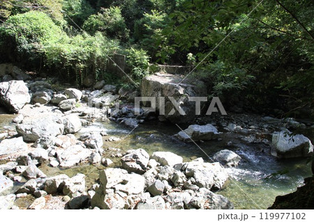 木漏れ日あふれる大阪高槻摂津峡の清流 119977102