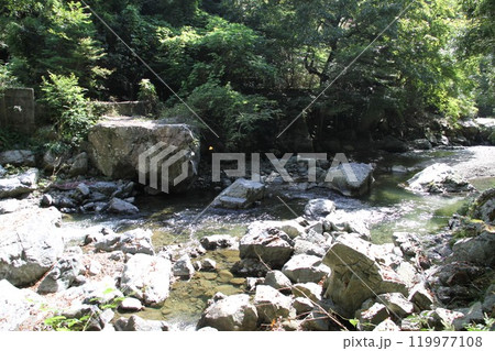 木漏れ日あふれる大阪高槻摂津峡の清流 119977108