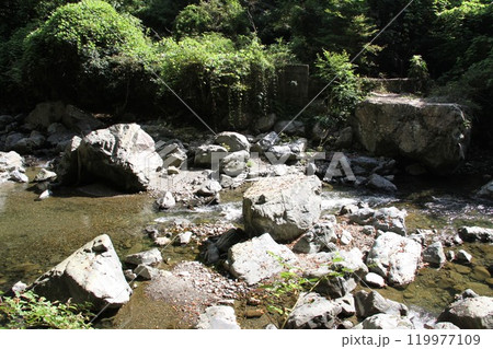 木漏れ日あふれる大阪高槻摂津峡の清流 木漏れ日あふれる大阪高槻摂津峡の清流 119977109