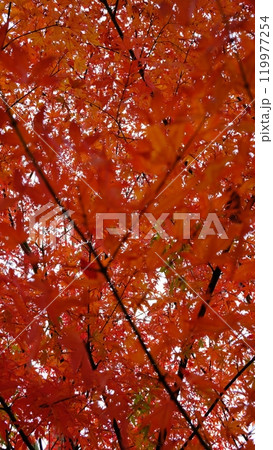 紅葉 119977254
