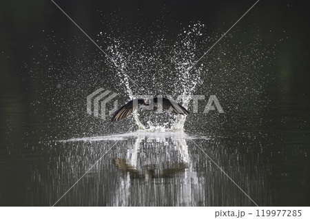 水面を高速で飛ぶハリオアマツバメ 水面を高速で飛ぶハリオアマツバメ 119977285