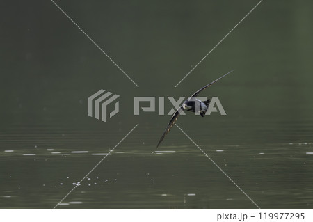 水面を高速で飛ぶハリオアマツバメ 119977295