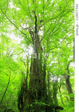 新緑の桂の大木(男池・黒岳原生林・由布市・縦構図) 新緑の桂の大木(男池・黒岳原生林・由布市・縦構図) 119977392